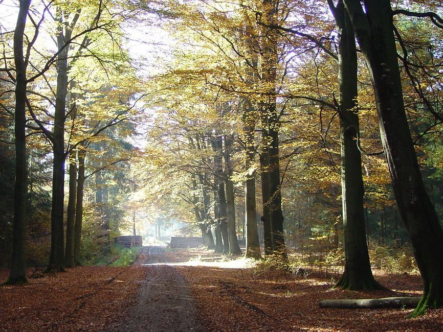 Wittmunder Wald